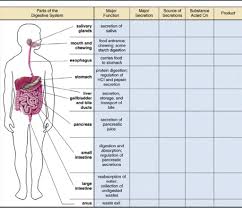 Digestion Chart Part 2 Diagram Quizlet