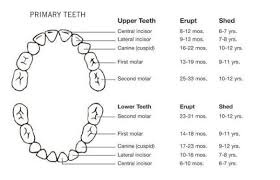 When Should My Childs Teeth Be Coming In Bauer Smiles