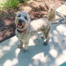 Schnoodle What To Know And Whats Good About Them K9 Web