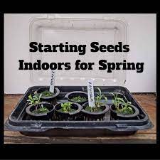 Seedlings Indoors For Outdoor Planting