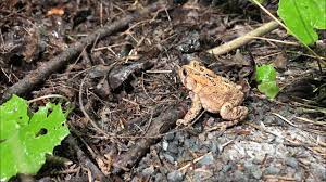 where do toads live find them
