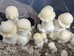 Albino Penis Envy Mushrooms: Complete Guide To A Potent Strain