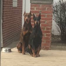 I recieved a doberman pinscher puppy for christmas and he must go do to the lack of space in my apartment. Doberman Pinscher Puppies For Sale Detroit Mi 173907