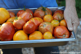 best tomato varieties to grow