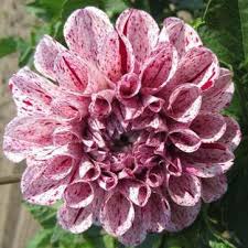 We did not find results for: Berry Nurseries On Twitter Wow What A Unique Plant Dahlia Go Go Speckled Pink Annualcolor Http T Co 39bsh98puy