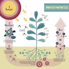 A Step By Step Guide To Understand The Process Of Photosynthesis