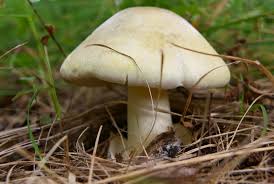 poisonous mushrooms for dogs petmd