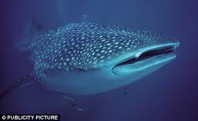 Whales are members of the order cetacea, which also includes dolphins and porpoises. World S Biggest Fish The Whale Shark Could Be Even Bigger Say Scientists Daily Mail Online