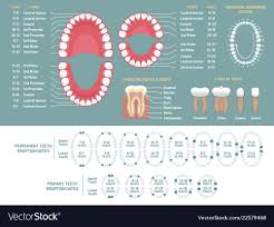 Tooth Anatomy Chart Orthodontist Human Teeth Loss