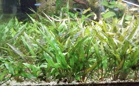 Our Favorite Easy Low Light Plants Cryptocoryne Lutea And