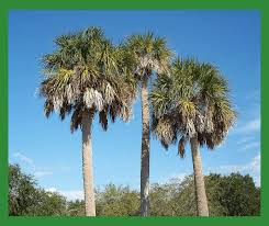 5 palm trees that thrive in florida