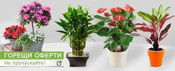 Изберете прекрасни саксийни цветя за вашия дом. Plants Bg Onlajn Magazin Za Cvetya