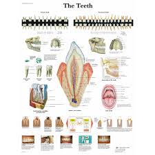 The Teeth Laminated Chart Poster