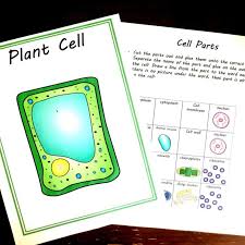 17 creative plant cell project ideas to