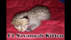 Valeria sokolova , cats, cat, savannah cat, pets. Savannah Cat Tv F1 Savannah Baby Youtube