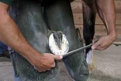 how-often-should-a-horse-see-a-farrier