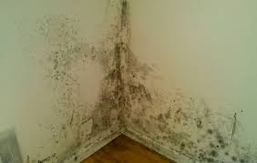 Help Mould On The Walls What You Need