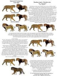 Lions Vs Tigers History Forum All Empires Page 2