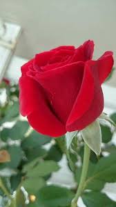 Linda rosa Vermelha. | Lindas rosas vermelhas, Rosas vermelhas, Rosa  vermelha