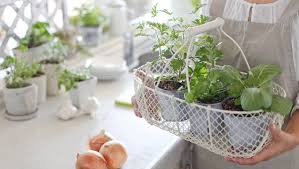 9 Gadgets For Your Kitchen Herbs