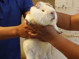 We'll stick with guinea pig and take a look at some general features that most guinea pigs, including the peruvian guinea pig, share. Roasted Curried Sweetened Guinea Pig Meat Returns To The Plates Of Peru Employment The Guardian