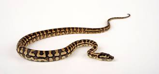 carpet python images browse 940