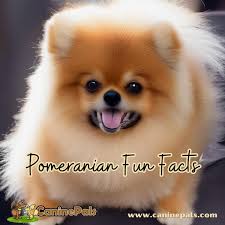 pomeranian fun facts all about