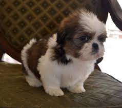 For the most part my maltese shitzu puppy is pretty laid back; Adorable Shih Tzu Puppies Ckc For Sale In Fayetteville North Carolina Classified Americanlisted Com