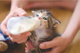 Almond milk has some benefits for the health of a cat as well. Can Cats Drink Almond Milk We Re All About Cats