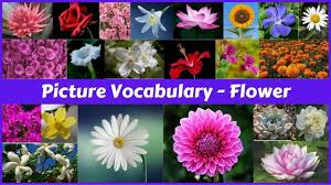 30 flowers names with pictures in