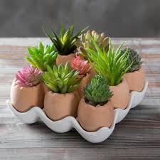 Succulent Mini Terracotta Plant Pots