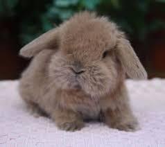 Mini Lop Vs Holland Lop Which Breed Is The Right For You