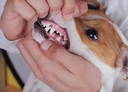 bệnh viêm răng miệng ở chó