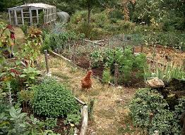 Permaculture Implimentation Through
