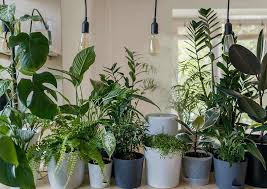 House Plants 235 Indoor Plants 2 99
