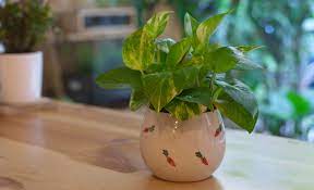 Indoor Plants That Are Easy To Maintain