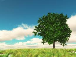tree wallpaper images free