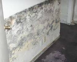 mold clean up and remediation mt