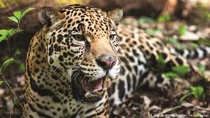 In the rainforest, jaguars are the inhabitants of the understory layer. The Jaguar S Struggle For Survival All Media Content Dw 11 06 2019