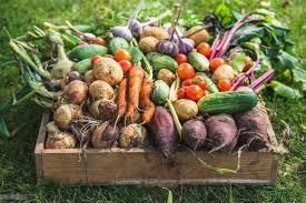 Growing Vegetables For Beginners Ireland