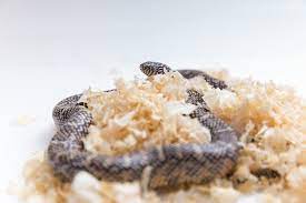 10 best snake substrate bedding options