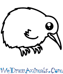 how to draw a cute kiwi