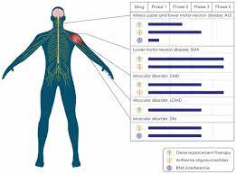 therapies for motor neuron diseases