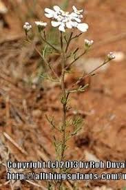 Iberis pinnata - Garden.org