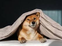 why-do-some-dogs-burrow-under-blankets