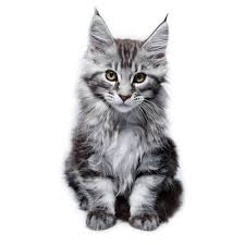 maine cat breed