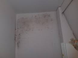 roof leak causes mold