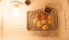 comment fabriquer une couveuse à œufs