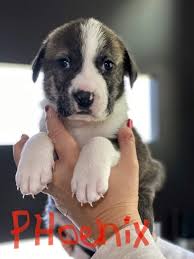 On sunday, i'm picking up 2 nine week old st. Phoenix Plott Hound St Bernard Mix Puppy New Hope Animal Rescue Austin Tx