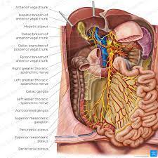 small intestine anatomy location and